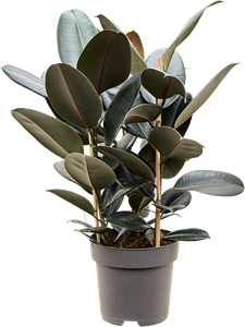 Ficus elastica 'Abidjan' Tuft 3pp, 41547