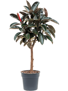 Ficus elastica 'Abidjan' Stem