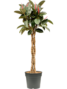 Ficus elastica 'Burgundy' Stem braided, 41550