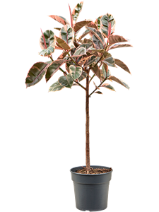 Ficus elastica 'Belize' Stem