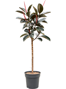 Ficus elastica 'Burgundy' Stem