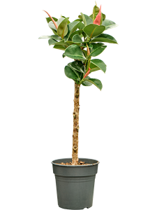 Ficus elastica 'Cloe' Stem