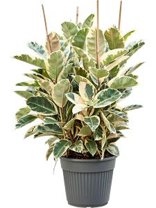 Ficus elastica 'Tineke' Tuft