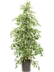 Ficus benjamina 'Golden King' Tuft