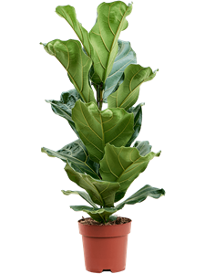 Ficus lyrata 1pp, 41558