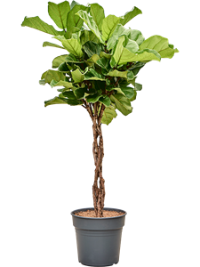 Ficus lyrata Stem braided, 41560