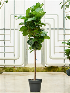 Ficus lyrata Stem