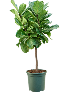 Ficus lyrata Stem