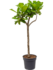 Ficus lyrata Stem