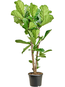 Ficus lyrata Stem branched