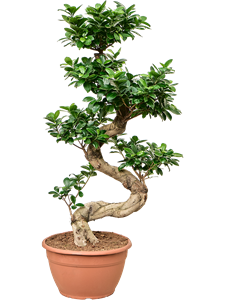 Ficus microcarpa 'Compacta' S-Stam