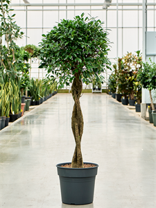 Ficus microcarpa ‘Nitida’ Stem braided, 41577