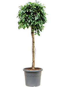 Ficus microcarpa ‘Nitida’ Stem, 41579