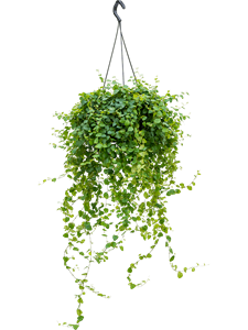 Ficus pumila (repens) 'Green Sunny' Hanger