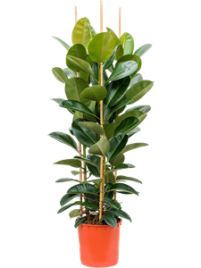 Ficus elastica 'Robusta' Tuft 3pp