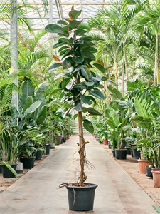 Ficus elastica 'Robusta' Stem