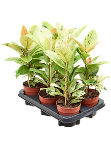 Ficus elastica 'Schrijveriana' 6/tray