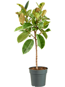 Ficus elastica 'Shivereana Moonshine' Stem