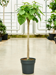 Ficus umbellata Stem, 41595