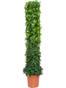 Hedera algeriensis 'Montgomery' Column 220