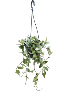 Hoya krohniana 'Eskimo' Hanger