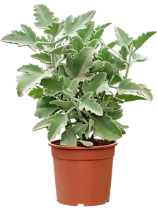 Kalanchoe beharensis 'Oak Leaf' Bush