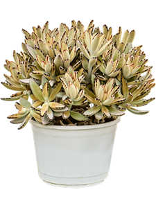 Kalanchoe tomentosa Bush