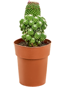 Mammillaria 'Toluca Ramosa' -