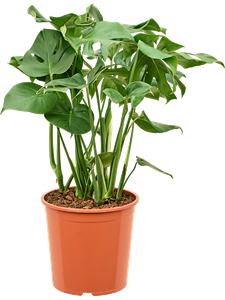 Monstera deliciosa Bush, 41644