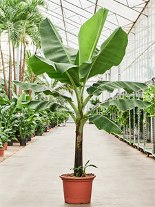 Musa 'Dwarf Cavendish' Stem, 41652