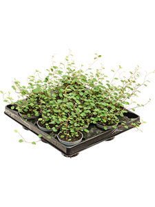 Muehlenbeckia 'Complexa Mao'ri' 12/tray