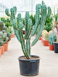 Myrtillocactus geometrizans Branched