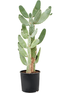 Opuntia consolea Branched, 41660