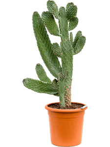 Opuntia consolea Branched