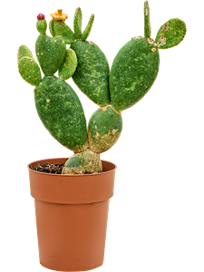 Opuntia inamoena Branched