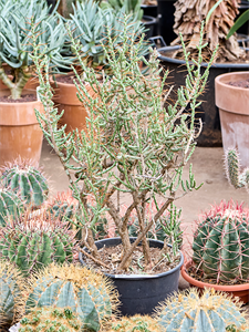 Cylindropuntia leptocaulis Branched, 41669