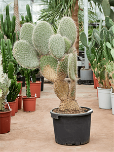 Opuntia pailana Branched