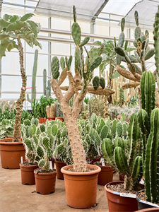 Opuntia quitensis Branched