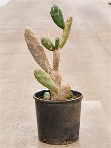 Opuntia Quimilo Branched