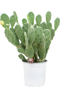 Opuntia vulgaris -, 41683