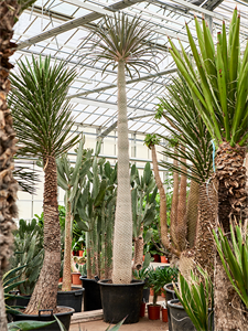 Pachypodium geayi Stem