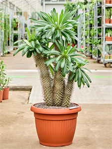 Pachypodium lamerei Branched