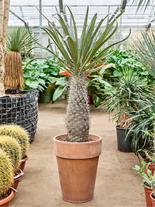 Pachypodium mikea (90-130) Stem