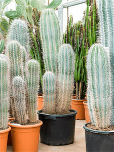 Pachycereus pringlei (120-140) 3pp