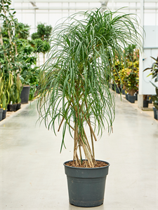 Pandanus stellatus Multi stem