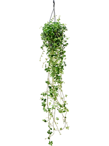 Parthenocissus striata Hanger, 41703