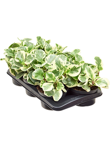 Peperomia obtusifolia 'Golden Gate' 6/tray Tuft, 41706