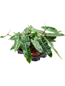 Philodendron 'Billietiae' 6/tray