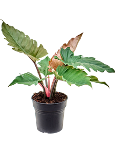 Philodendron 'Caramel'