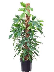 Philodendron 'Florida Beauty' On moss-pole 150